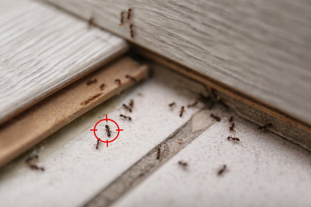 Best Best Pest Control Companies  in Haw River, NC