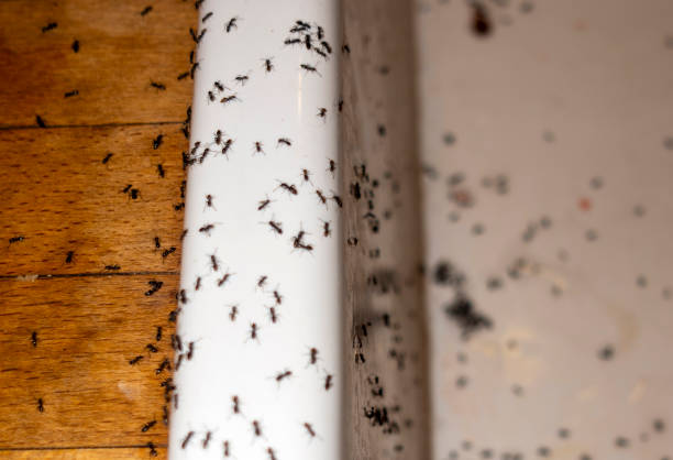 Best Ant Control Services  in Haw River, NC