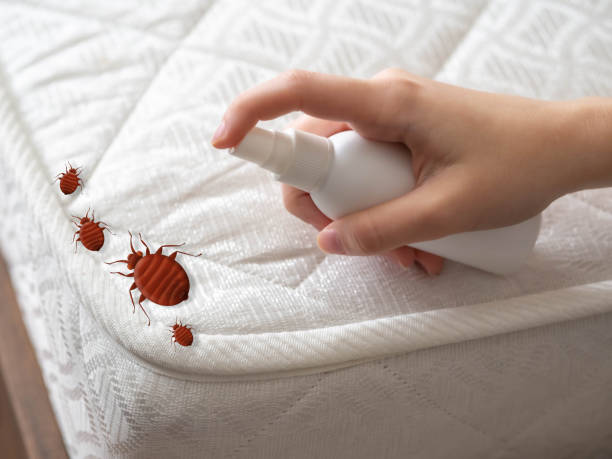 Best Affordable Pest Control Services  in Haw River, NC