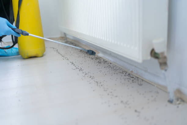 Best Affordable Pest Control Services  in Haw River, NC